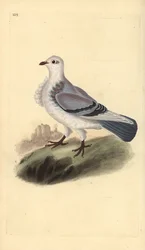 Turbit gołąb, Columba livia domestica var. turbita. Ręcznie kolorowany miedzioryt rysowany i grawerowany przez Edwarda Donovana z jego własnej „Historii naturalnej ptaków brytyjskich”, Londyn