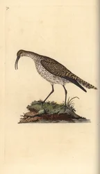 Whimbrel, Numenius phaeopus. Ręcznie barwiony miedzioryt rysowany i grawerowany przez Edwarda Donovana z jego własnej „Historii naturalnej ptaków brytyjskich”, Londyn
