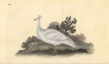 Groch białoczuby (samica), Pavo cristatus. Ręcznie kolorowany miedzioryt rysowany i grawerowany przez Edwarda Donovana z jego własnej „Historii naturalnej ptaków brytyjskich”, Londyn