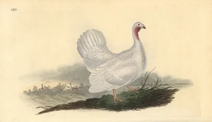 Biały indyk, Melagris gallopavo (wariant). Ręcznie barwiony miedzioryt rysowany i grawerowany przez Edwarda Donovana z jego własnej „Historii naturalnej ptaków brytyjskich”, Londyn