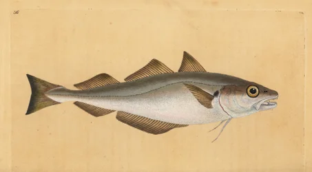 Witlinek, Merlangius merlangus (Gadus merlangus). Ręcznie barwiony miedzioryt narysowany i rytowany przez Edwarda Donovana z jego Natural History of British Fishes, Donovan and F.C. i J. Rivington, Londyn