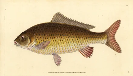 Dziki karp pospolity, Cyprinus carpio. Wrażliwy. Ręcznie barwiony miedzioryt narysowany i rytowany przez Edwarda Donovana z jego Natural History of British Fishes, Donovan and F.C. i J. Rivington, Londyn