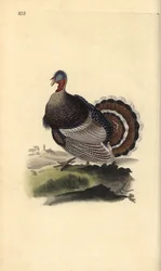Dziki indyk, Meleagris gallopavo. Ręcznie kolorowany miedzioryt rysowany i grawerowany przez Edwarda Donovana z jego własnej „Historii naturalnej ptaków brytyjskich”, Londyn