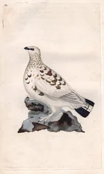 Lagopod białorzytny. Lagopus lagopus (Tetrao lagopus). Miedzioryt Edwarda Donovana (1768-1837), opublikowany w Historii naturalnej ptaków brytyjskich, Londyn