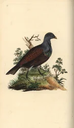 Cietrzew, Tetrao urogallus. Ręcznie barwiony miedzioryt rysowany i grawerowany przez Edwarda Donovana z jego własnej „Historii naturalnej ptaków brytyjskich”, Londyn