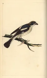 Woodchat dzierzba, senator Lanius. Ręcznie kolorowany miedzioryt rysowany i grawerowany przez Edwarda Donovana z jego własnej „Historii naturalnej ptaków brytyjskich”, Londyn
