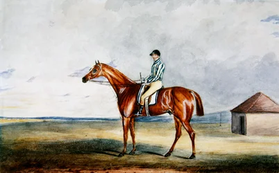 „Riddlesworth” H. Edwards Up Lorda Jersey, c.1931 (akwarela na papierze)