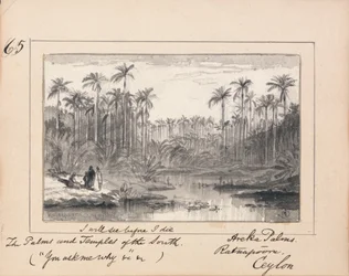 Areca Palms, Ratnapura, Cejlon – „Zobaczę zanim umrę Palmy i Świątynie Południa”