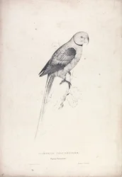 Palaeornia Columbiodes / Papuga gołębia (ilustracja 31)