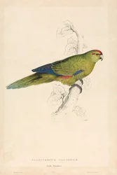 Platycercus Pacificus / Papuga pacyficzna (ilustracja 26)