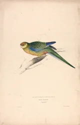 Platycercus Stanley II / papuga Stanley (młody samiec) (ilustracja 24)