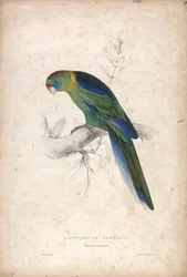 Platycerus Barnardi / Papuga Barnarda (ilustracja 18)