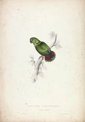 Psittacula swinderniana. Papuga Swinderna