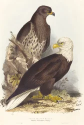 Orzeł bielik (Haliaetus leucocephalus)