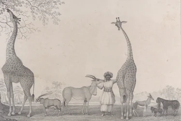 Majestatyczne i pełne wdzięku żyrafy lub kameleopardy z rzadkimi zwierzętami gazeli..., 1838.