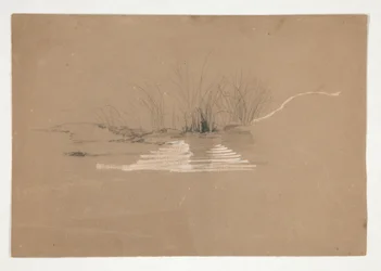 Drzewa na brzegu rzeki (?)