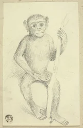 Orangutan