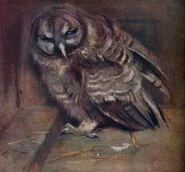 Młoda brązowa sowa, 1907