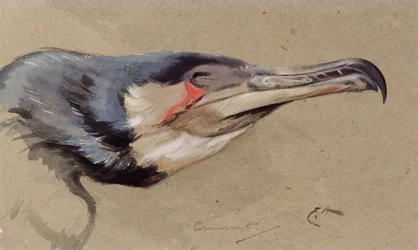 Kormoran (akwarela)