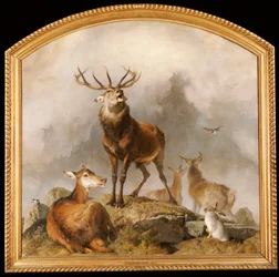 Scena w Braemar - Highland Deer