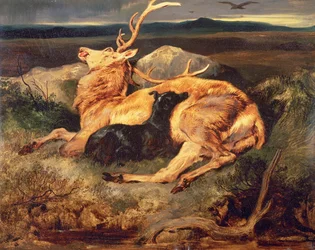 Jeleń
