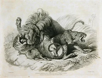 Konkurencja po Naturze, płyta 6 z Twenty Engravings of Lions, Tigers, Panthers & Leopards... ryt. Thomas Landseer (1795-1880) 1823