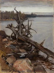 Martwa sosna w wodzie