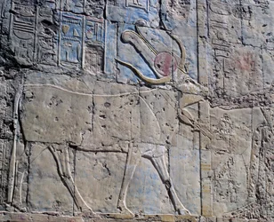 Bogini Hathor w postaci świętej krowy, malowana płaskorzeźba, kaplica Hathor, świątynia grobowa królowej Hatszepsut, znana również jako Dżeser-Dżeseru, Deir el-Bahri, Teby (lista światowego dziedzictwa UNESCO)