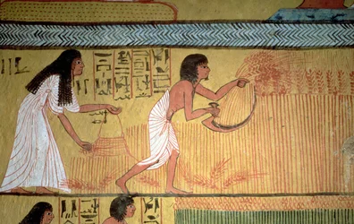 Fragment sceny żniw na wschodniej ścianie, z Grobowca Sennedjem, Wioska Robotnicza, Nowe Królestwo