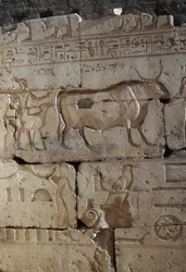 Płaskorzeźba, Świątynia Ramzesa II, Abydos, Egipt, cywilizacja egipska, Nowe Państwo, XIX dynastia (zdjęcie)