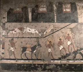 Scena rolnicza, malowidło ścienne usunięte z mastaby Ti w Sakkarze, Stare Państwo, ok. 2494-2345 p.n.e.