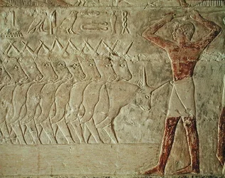 Relief przedstawiający poganiacza zachęcającego stado bydła, z Mastaby Mereruka, Stare Królestwo (malowany wapień)