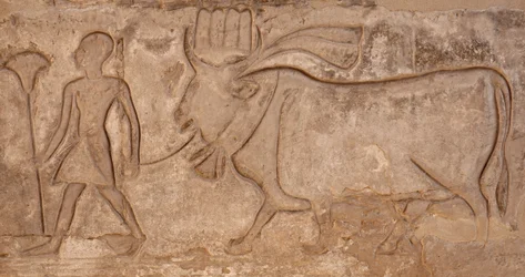 Mężczyzna ciągnący krowę, świątynia Horusa, Edfu