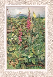 Naues Wróżki wśród naparstników, ilustracja z „Idylls of the King” Alfreda Tennysona (1809-92), wydanej przez Hodder & Stoughton