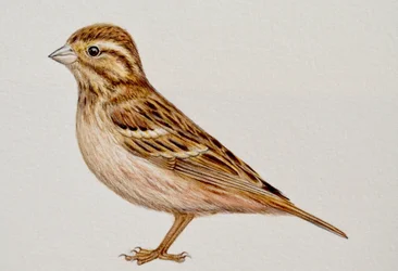 Reed Bunting, 2023 r.