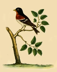 „Brambling”, 1738, 1942.