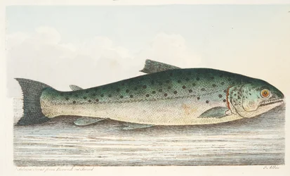 Łosoś Trout z Berwick on Tweed, z „Traktatu o rybach i stawach rybnych”, wyd. 1832 (grawerowanie ręcznie kolorowane)