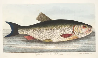 Kleń, z A Treatise on Fish and Fish-ponds, pub. 1832 (rycina ręcznie kolorowana)