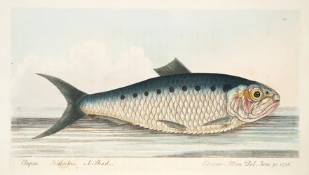 Shad, z „Traktatu o rybach i stawach rybnych”, wyd. 1832 (grawerowanie ręcznie kolorowane)