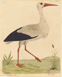 Bocian Ciconia Alba, opublikowany 17311738.