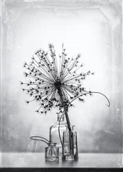 Monochromatyczne studium botaniczne