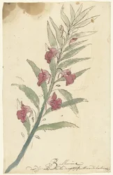 balsemia