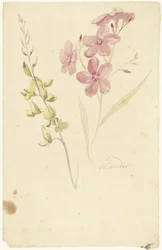 Oleander i hamulec