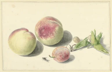 Brzoskwinie, orzechy, śliwka i mucha