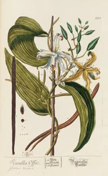 Blackwellian Herbarium poprawione i powiększone, 1754-1773.