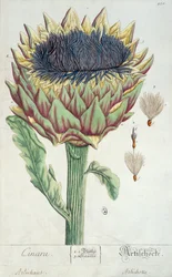 Karczoch, z "Herbarium Blackwellianum", 1757 (pióro, tusz i wc na papierze)