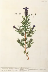 Lawenda francuska, tabliczka 241 z "Ciekawego zielnika", wydana 1782 (kolor grawerowany)