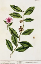 Herbata zielona, tabliczka 351 z "Ciekawego zielnika", wydana w 1782 r. (kolor grawerowany)