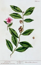 Zielona herbata, 1782