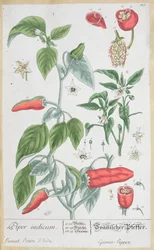 Papryka gwinea (Piper Indicum) tabliczka 129 z niemieckiego wydania „Ciekawego zielnika”, wydanego w 1757 r.